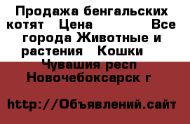 Продажа бенгальских котят › Цена ­ 20 000 - Все города Животные и растения » Кошки   . Чувашия респ.,Новочебоксарск г.